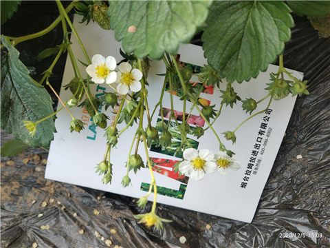 水溶肥，拉姆拉，翠姆