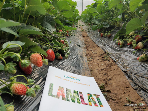 水溶肥，拉姆拉，翠姆