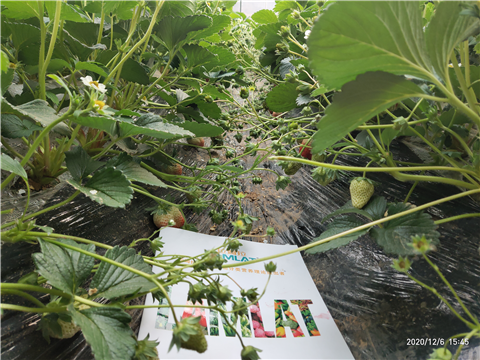 水溶肥，拉姆拉，翠姆