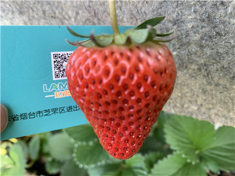 水溶肥，拉姆拉，翠姆