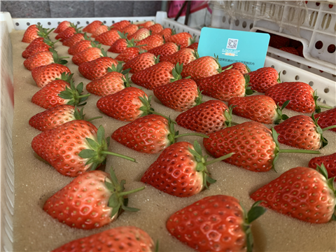 水溶肥，拉姆拉，翠姆