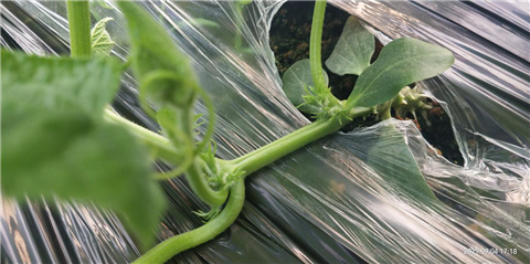 微生物菌劑，拉姆拉，翠姆