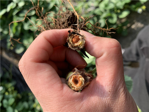 水溶肥，拉姆拉，翠姆