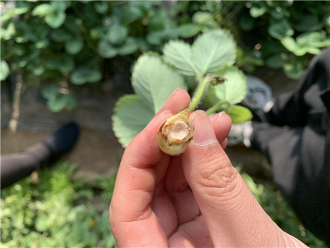 水溶肥，拉姆拉，翠姆