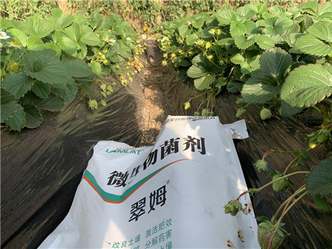 水溶肥，拉姆拉，翠姆