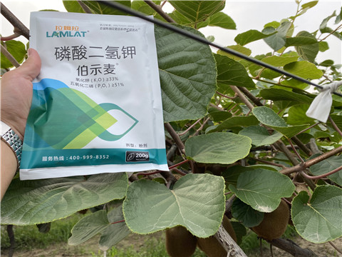 磷酸二氫鉀，拉姆拉，伯示麥