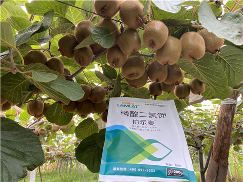 磷酸二氫鉀，拉姆拉，伯示麥