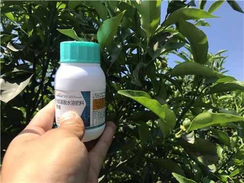 葉面肥，拉姆拉，翠姆