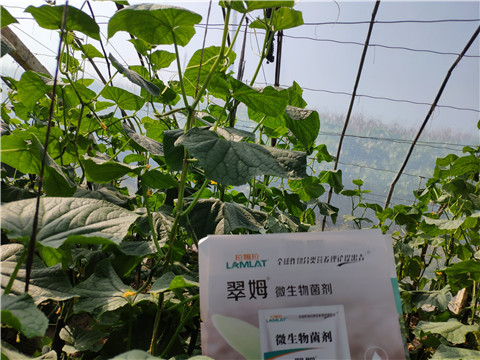 水溶肥，拉姆拉，翠姆