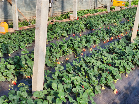 水溶肥，拉姆拉，翠姆