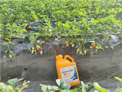 水溶肥，拉姆拉，翠姆