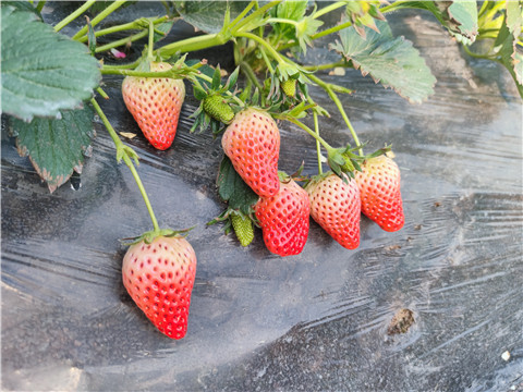 水溶肥，拉姆拉，翠姆