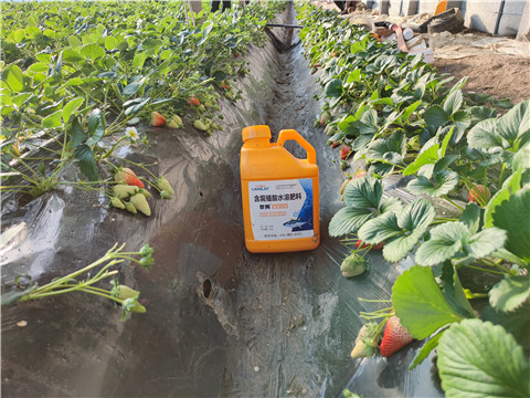 水溶肥，拉姆拉，翠姆