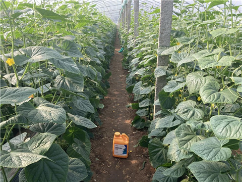 作物施肥管理，拉姆拉，翠姆