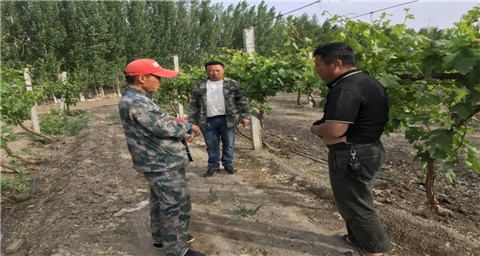 葉面肥，拉姆拉，翠姆