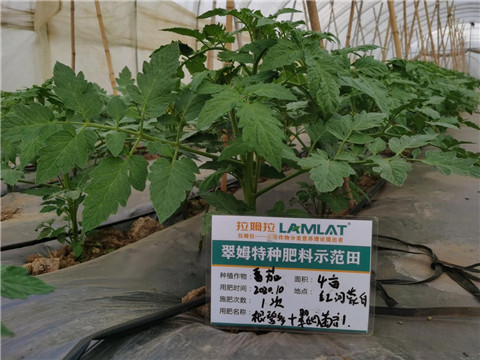 水溶肥，拉姆拉，翠姆