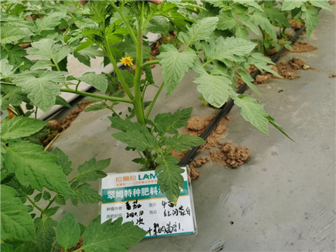 水溶肥，拉姆拉，翠姆