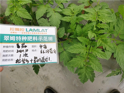 水溶肥，拉姆拉，翠姆