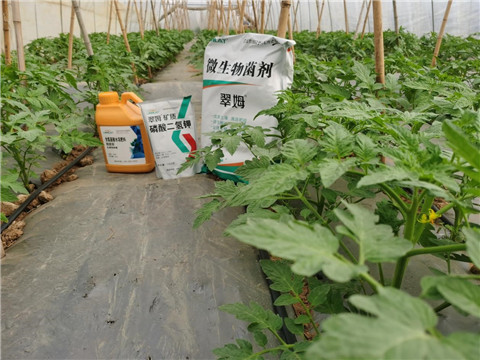 水溶肥，拉姆拉，翠姆