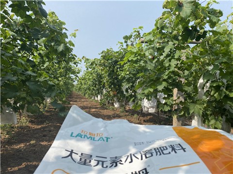 大量元素水溶肥，拉姆拉，翠姆