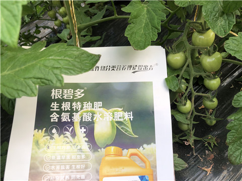 水溶肥，拉姆拉，翠姆