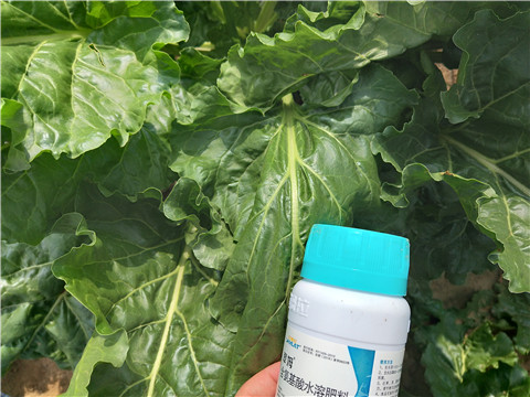 水溶肥，拉姆拉，翠姆