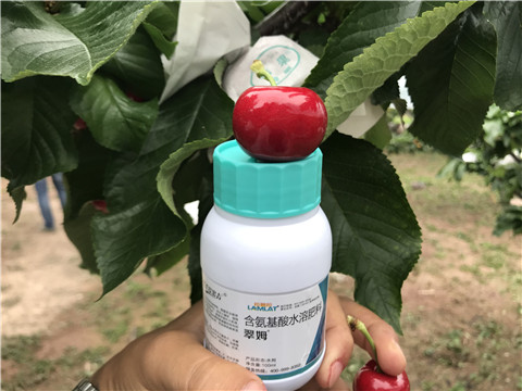 水溶肥，拉姆拉，翠姆