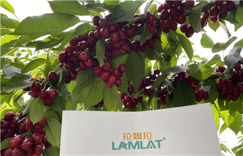 水溶肥，拉姆拉，翠姆