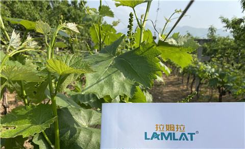 進口水溶肥，拉姆拉，翠姆