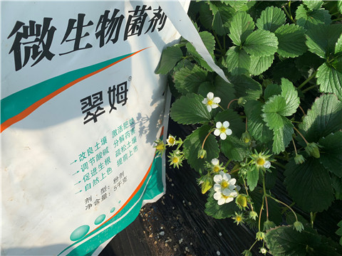 微生物菌劑，拉姆拉，翠姆