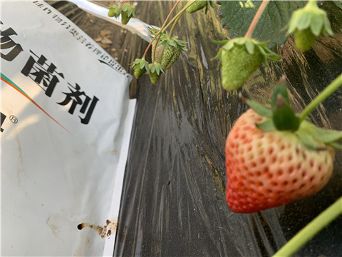 微生物菌劑，拉姆拉，翠姆