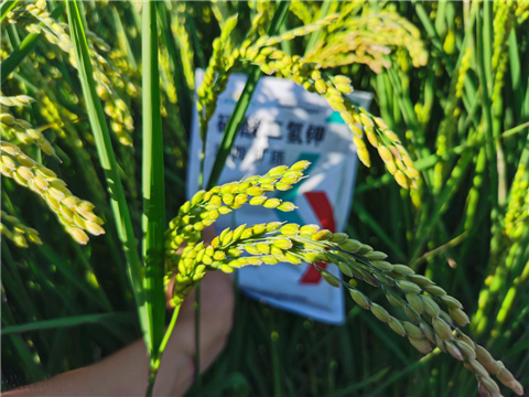 磷酸二氫鉀，拉姆拉，翠姆