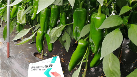 磷酸二氫鉀，拉姆拉，翠姆