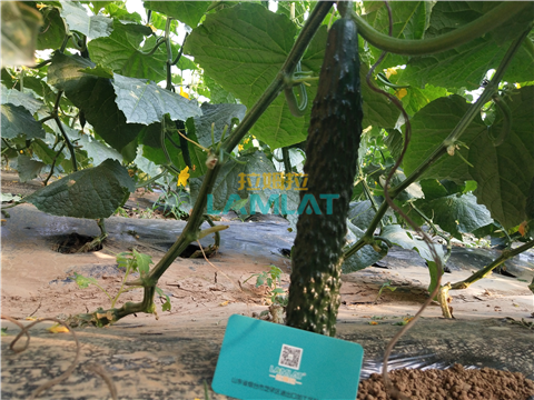 水溶肥，拉姆拉，翠姆