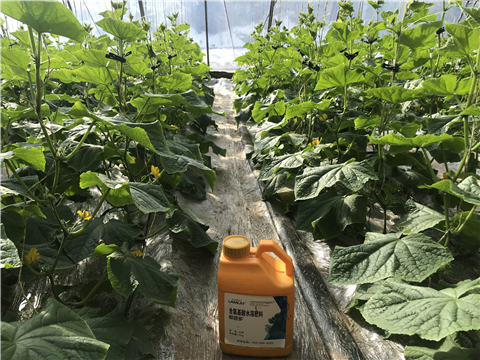 水溶肥，拉姆拉，翠姆