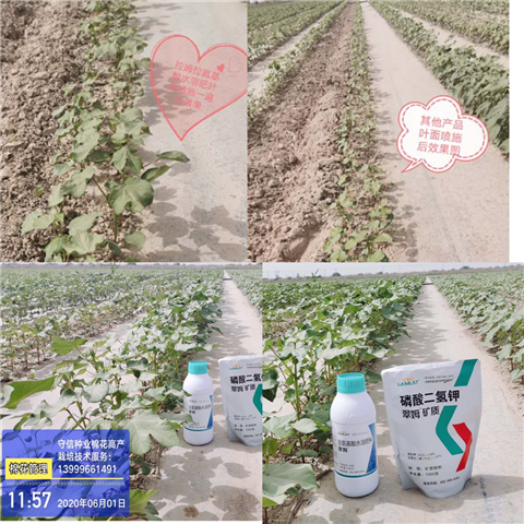 葉面肥，拉姆拉，翠姆