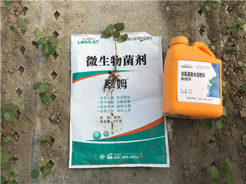 葉面肥，拉姆拉，翠姆