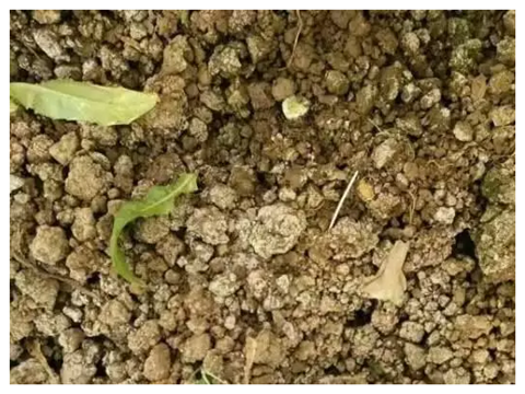 水溶肥，拉姆拉，翠姆