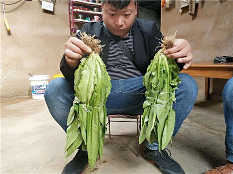 水溶肥，拉姆拉，翠姆