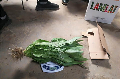 水溶肥，拉姆拉，翠姆