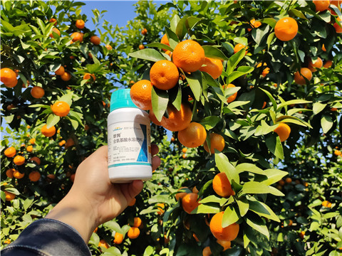 葉面肥，拉姆拉，翠姆