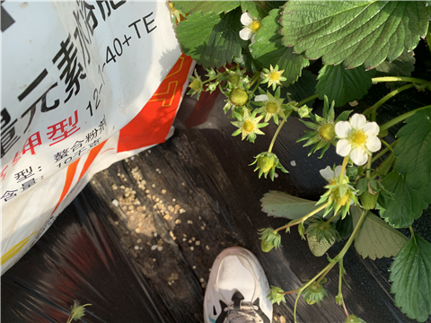 水溶肥，拉姆拉，翠姆