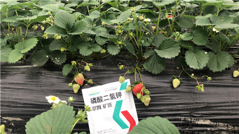 磷酸二氫鉀，拉姆拉，翠姆