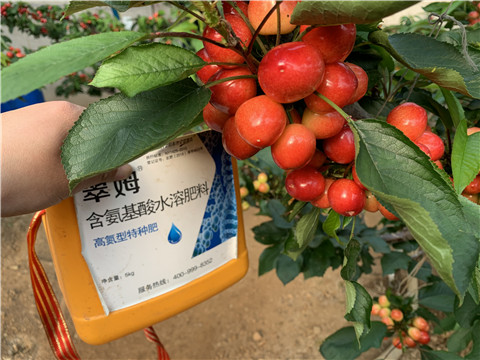 水溶肥，拉姆拉，翠姆