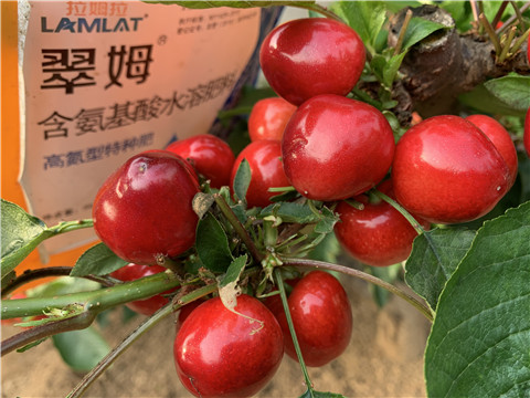 水溶肥，拉姆拉，翠姆