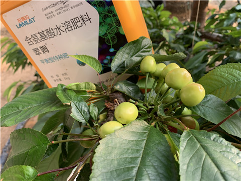 氨基酸水溶肥，拉姆拉，翠姆