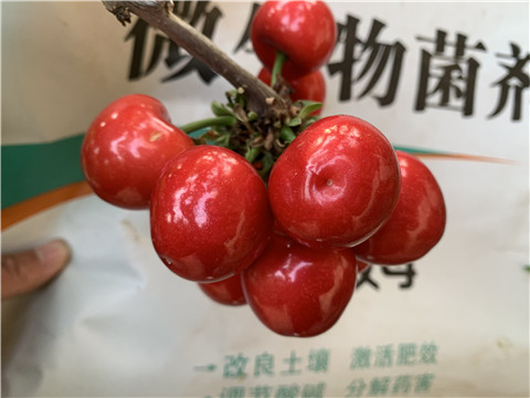 水溶肥，拉姆拉，翠姆