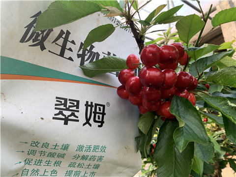 水溶肥，拉姆拉，翠姆