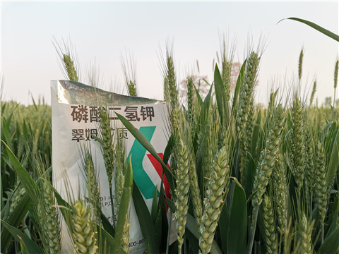 水溶肥，拉姆拉，翠姆