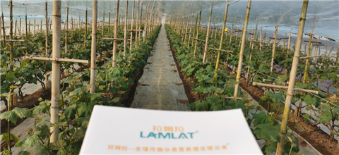 水溶肥，拉姆拉，翠姆